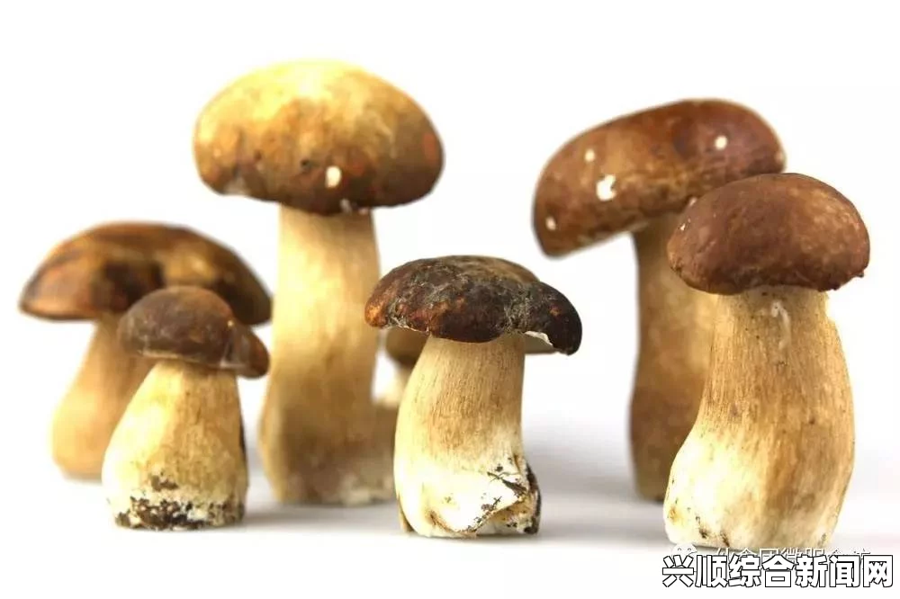 蘑菇头大好还是根部大好？深入分析蘑菇形态对口感与营养的影响