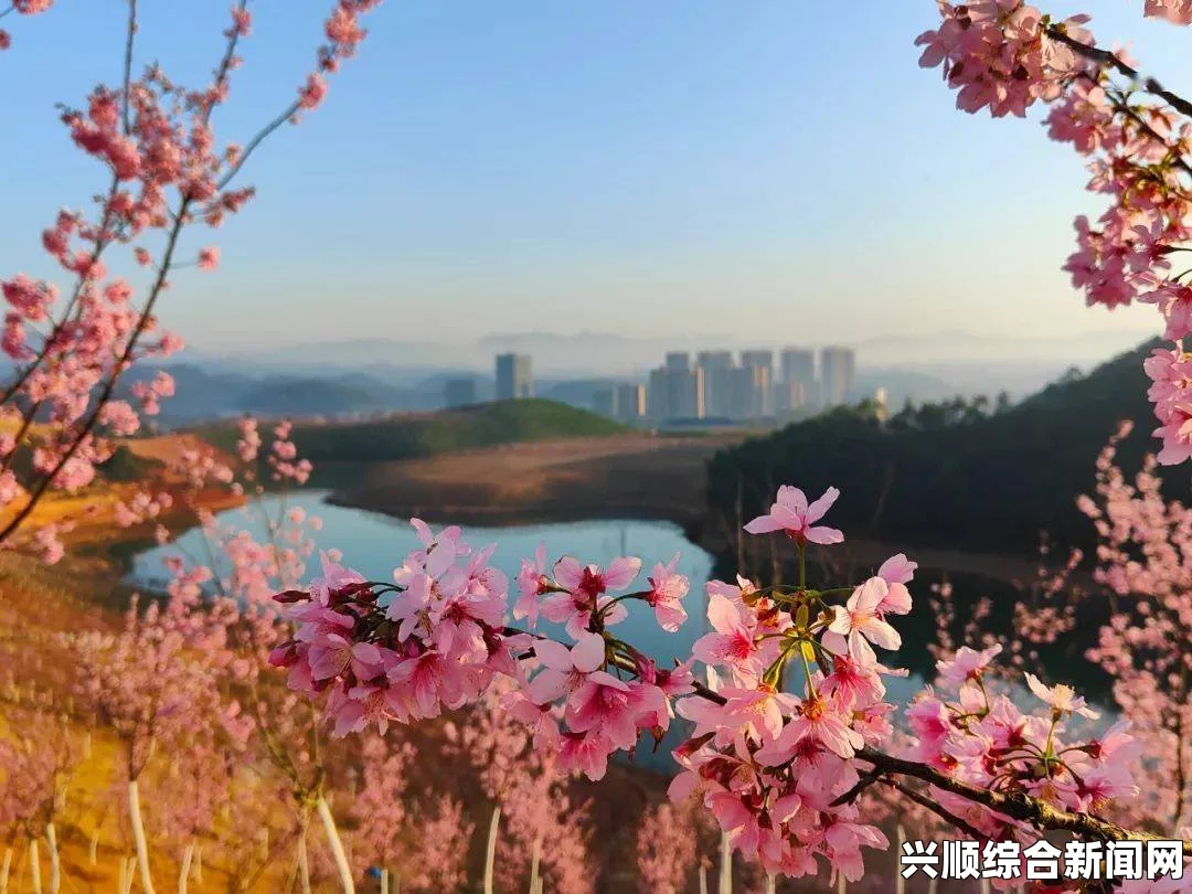 樱花视频：展现春天浪漫与自然美景的最佳方式