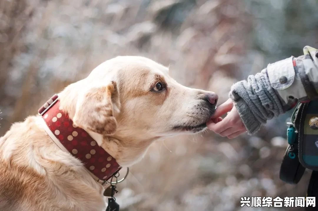 狗和人胶配方20分钟：快速制作健康胶质食物提升宠物健康