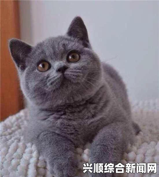 蓝猫大本猫营点18岁以上：如何满足成人群体日益增长的兴趣需求