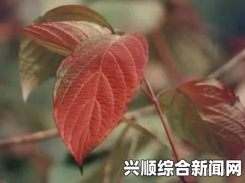 含羞草电视剧背景故事详解：如何观看该剧及其社会意义