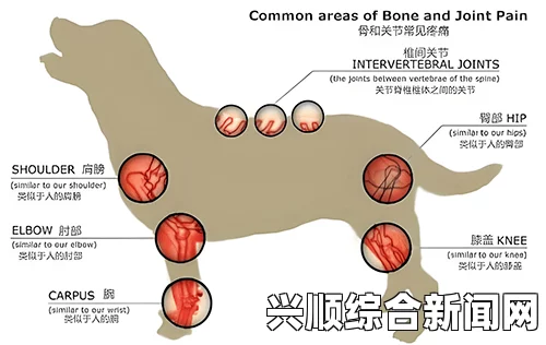 狗和人胶配方20分钟：如何为狗狗提供全面健康保障，增强免疫力和关节健康