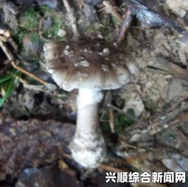 细长又黑的蘑菇种类有哪些？营养价值和食用注意事项详解