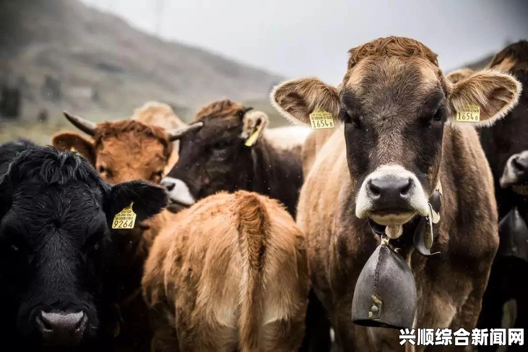 瑞士夫妇二战时在阿尔卑斯山失踪，一场冰川下的秘密传奇