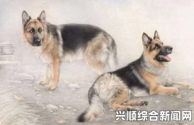 人or猪or狗2024年红果平台免费短剧有哪些推荐？哪些短剧值得一看？