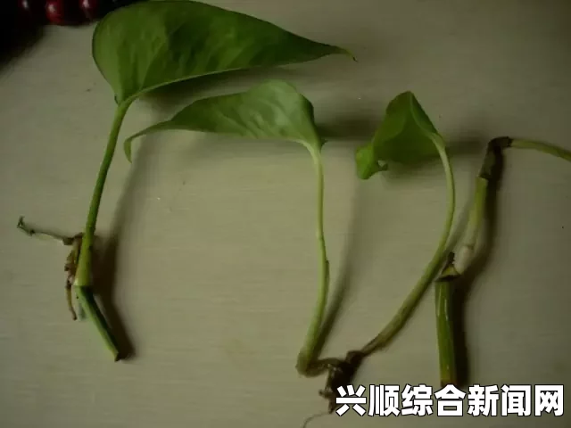 年轻的保姆扦插BB植物有哪些好处？学会这些方法，让你的BB生长更加旺盛！