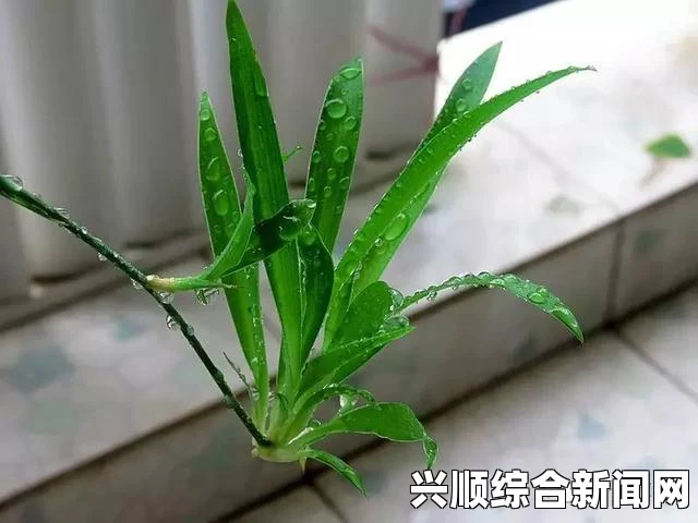 年轻的保姆扦插BB植物有哪些好处？学会这些方法，让你的BB生长更加旺盛！