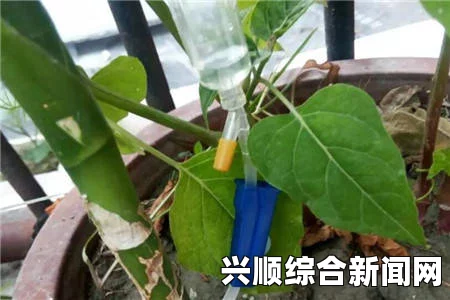 年轻的保姆扦插BB植物有哪些好处？学会这些方法，让你的BB生长更加旺盛！