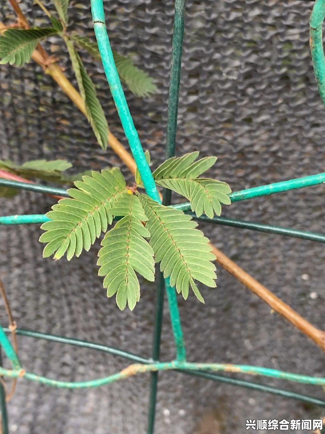 含羞草WWW中国在线资源能否找到高清正版资源？