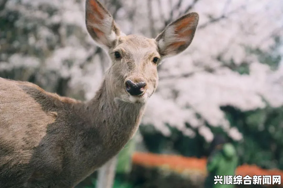 十九岁免费观看全集完整版如何快速找到樱花动漫官方入口并安全访问：多个途径保证你畅享动漫