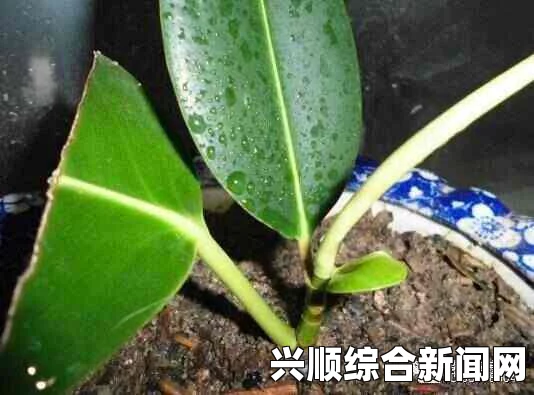 噜噜狠狠色综合久色A站网址如何在床上成功进行72种植物扦插？不容错过的家庭园艺秘诀！