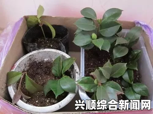 噜噜狠狠色综合久色A站网址如何在床上成功进行72种植物扦插？不容错过的家庭园艺秘诀！