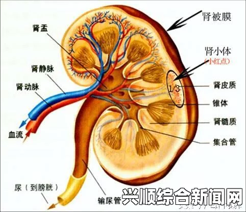 近日，伦敦警方正在紧张调查四起酸性物质袭击事件，这四起事件可能存在着某种联系。这一连串的袭击事件引起了社会各界的广泛关注，人们纷纷关注着事件的进展和背后的原因。