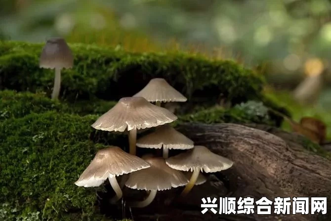 国产真实伦对白全集黑色细长蘑菇到底是什么？揭秘这种神秘蘑菇的特征与分类