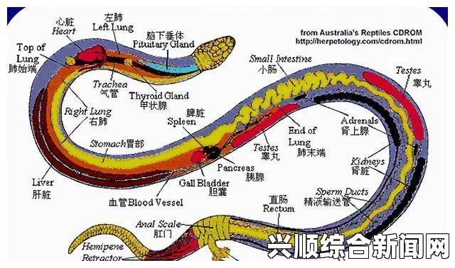 丰满人妻熟妇乱偷人无码蛇舌的构造、功能与适应性：深入解析蛇类生存的关键特点