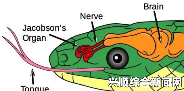 丰满人妻熟妇乱偷人无码蛇舌的构造、功能与适应性：深入解析蛇类生存的关键特点