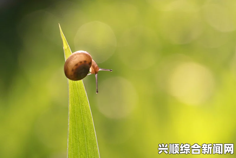 西班牙年度奔牛节拉开序幕，街头红巾飘扬（图）