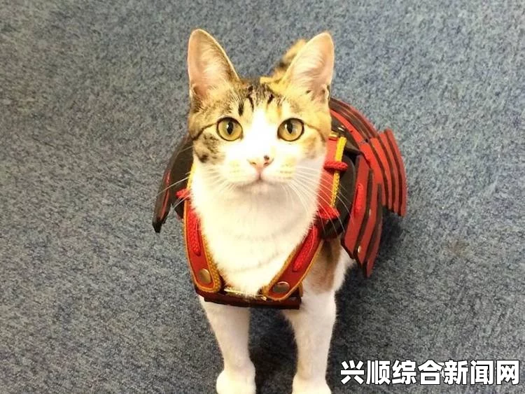 猫狗武将来也，日本宠物用盔甲走红引发追捧