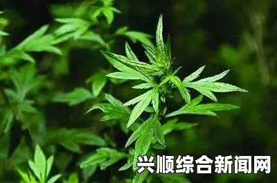 含羞草WWW中国在线资源艾兔影漫官网网页版