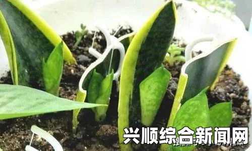 内地级A艳片高清免费播放如何在床上进行植物扦插？72种方法助你轻松打造床上小花园