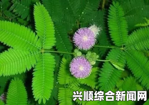 含羞草WWW中国在线资源日本中学学生人数的最新数据分析与趋势，14岁学生的影响因素解析