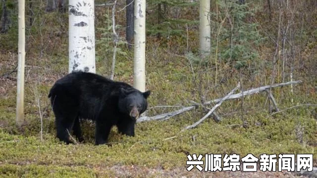 美国阿拉斯加少年参加山地赛跑遭遇熊攻击，不幸丧生