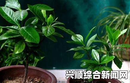 欧美经典影片视频在床上进行扦插的72种方法：手把手教你打造绿意盎然的室内花园