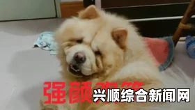 人or猪or狗为何五个粗大物体会导致汉字被捣出白浆？揭秘汉字“白浆”背后的秘密