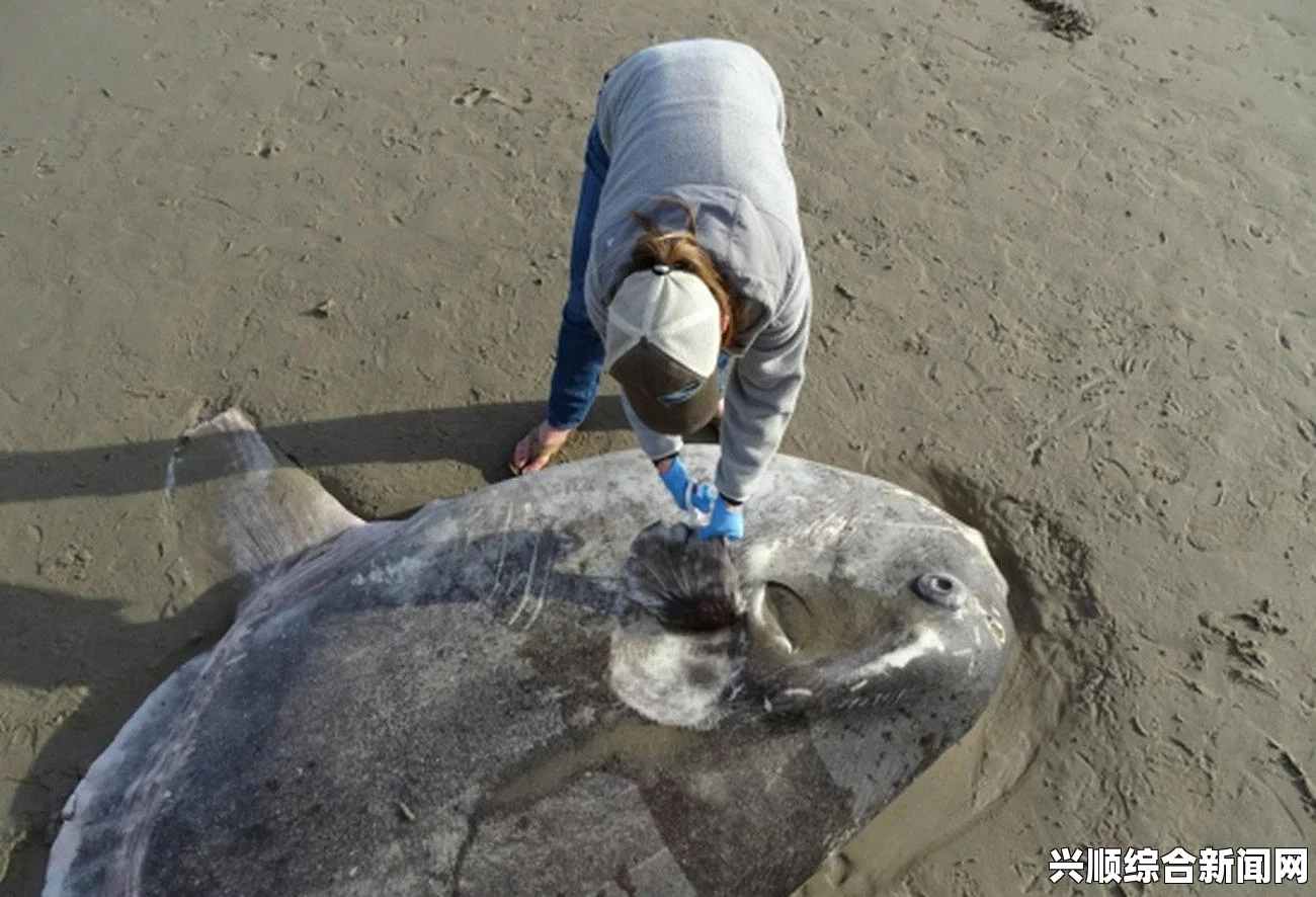 新西兰海滩惊现奇特怪鱼，独特外观引热议，文末揭晓答案