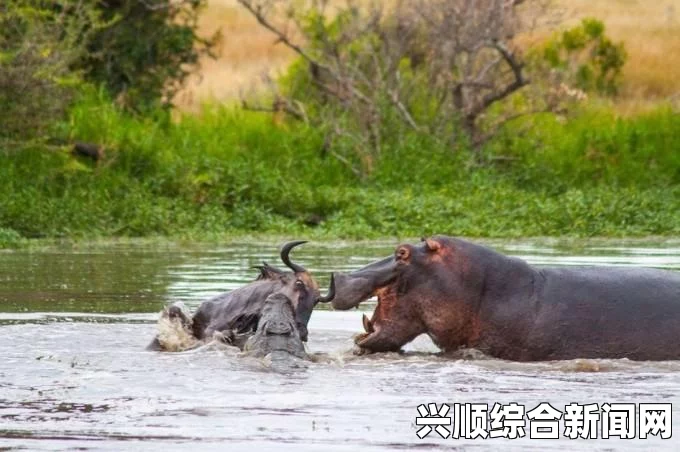 近日，一则令人震惊的新闻引发了广泛关注，一名男子在湖边被鳄鱼拉入水中，腿部遭到严重咬伤，血肉模糊。这一事件再次提醒我们，在与自然共处时，必须保持高度警惕。