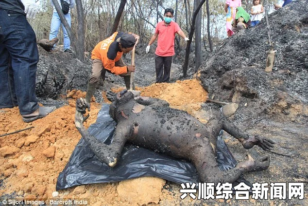 印尼东加里曼丹邦坦森林大火致猩猩遭烤僵，生态悲剧引发关注