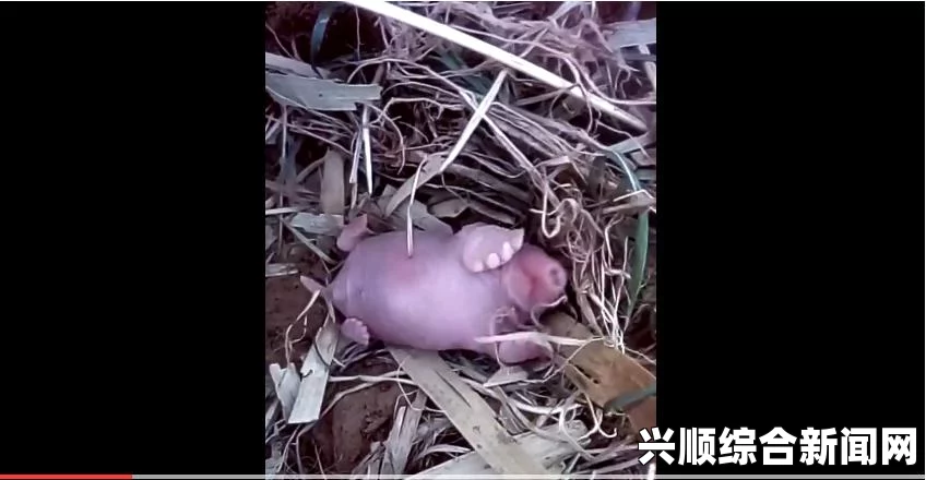 澳大利亚针鼹鼠玩电脑遭遇意外，鼻子被卡拔不出，科技与动物的奇妙碰撞故事。