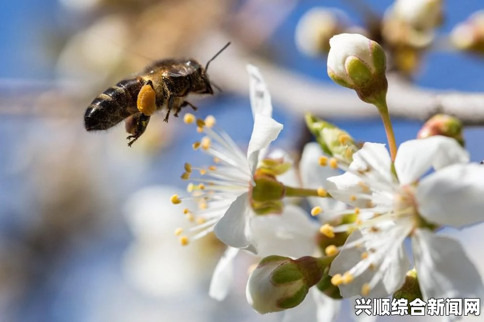 澳大利亚发现奇怪深海生物，眼睛凸出外形卡通