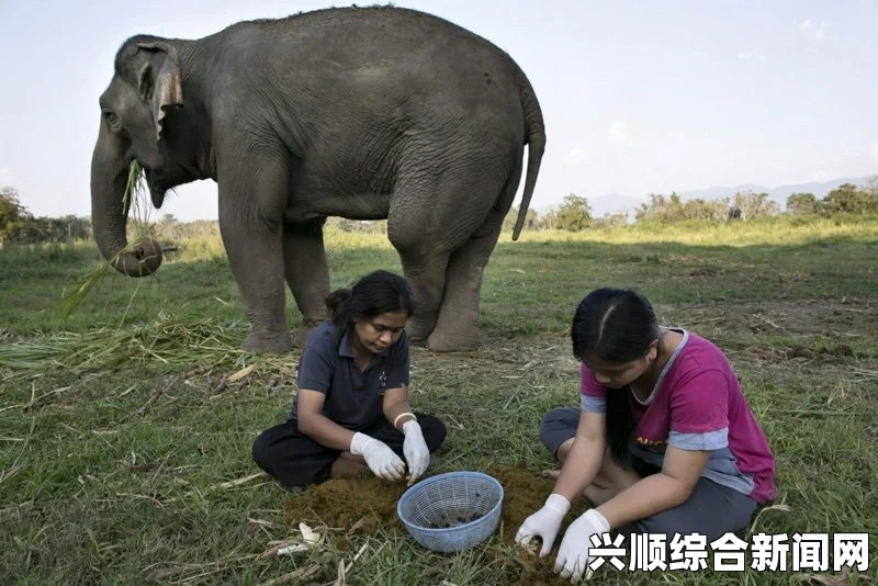 泰国现象屎咖啡比猫屎咖啡贵一倍多（图/原理）