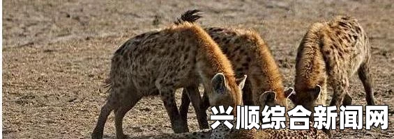 南非摄影师镜头下的猎豹与巨蟒生死对决瞬间