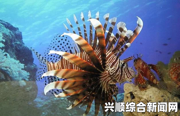 加勒比海惊现神秘生物，人鼻双脚怪鱼