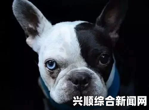 斗牛犬脸垮到无法呼吸，大规模拉皮手术救了它