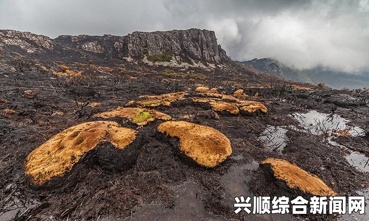 澳大利亚塔斯马尼亚远古森林保护区野火肆虐