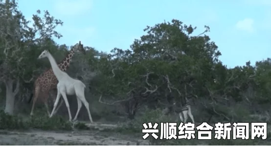 坦桑尼亚惊现罕见白色长颈鹿，患轻度白化病，神秘生物引人瞩目