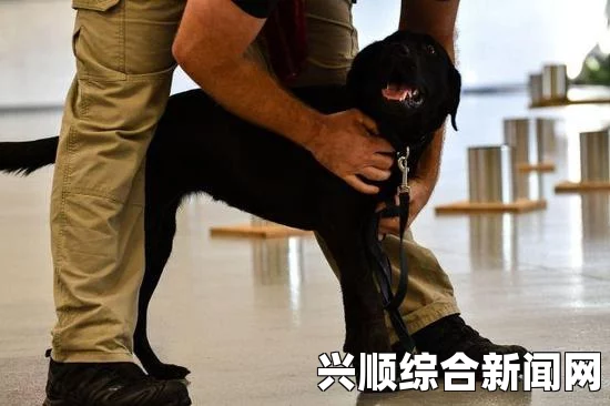 美国男子因试图绑架总统爱犬被捕，疑有精神疾病，事件回顾与解析（图文报道）