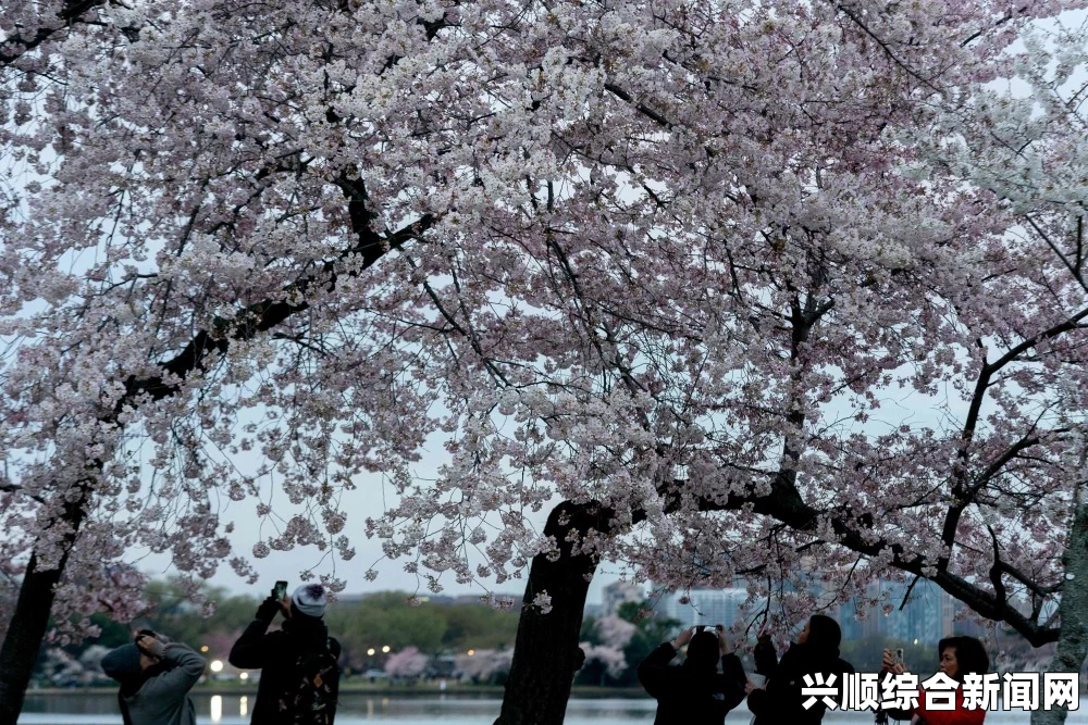 华盛顿樱花提前盛开，一月雪影无踪樱花独领风骚