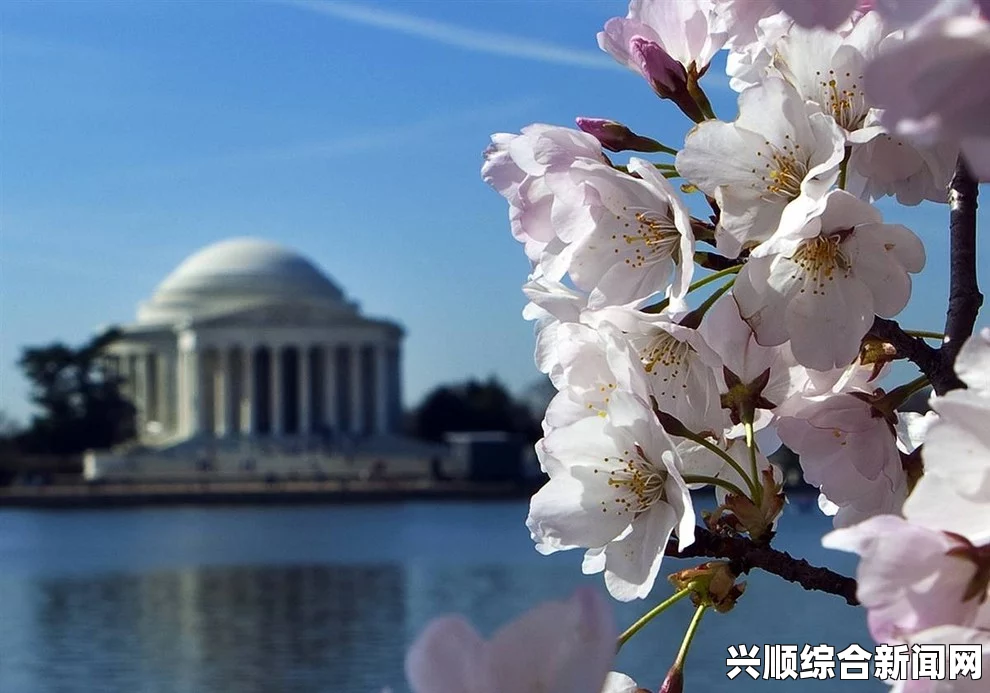 华盛顿樱花提前三个月绽放，一月不见白雪只见樱花高挂