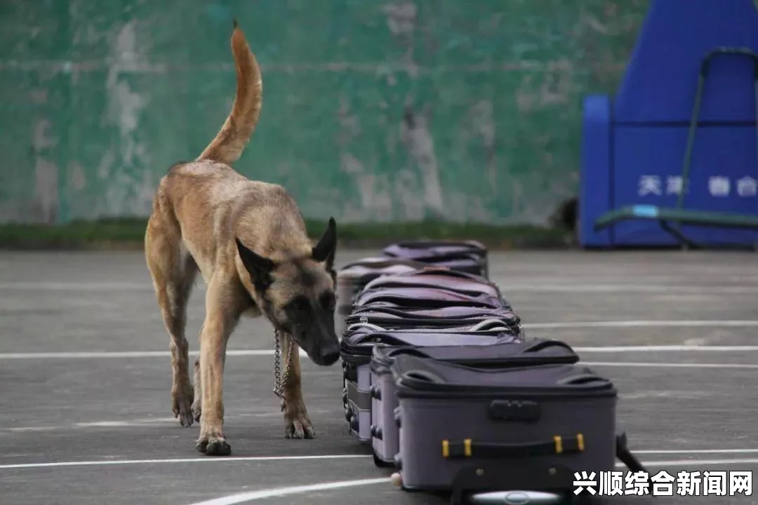 法国警犬反恐殉职荣誉获英国最高动物英雄勋章