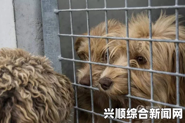 泰国王室爱犬的传奇生平之旅