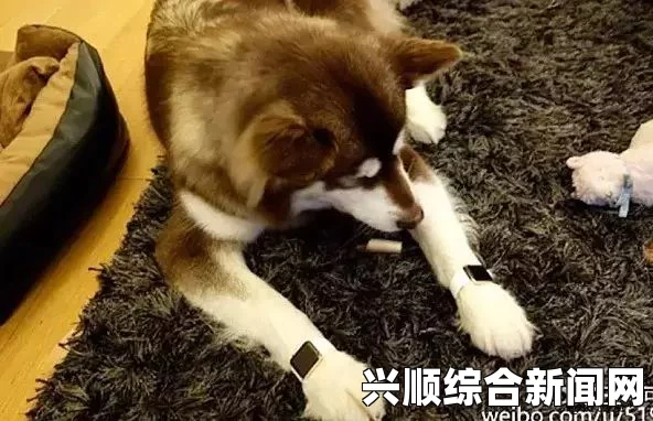 泰国王室爱犬的生平事迹