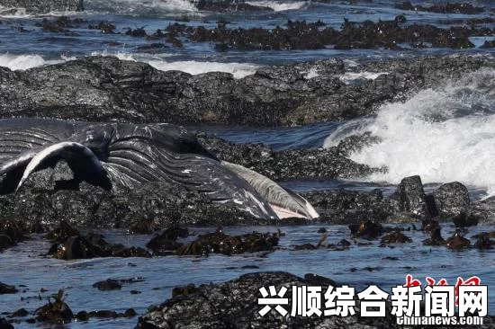 南非开普敦海滩发现巨大座头鲸尸体，引发社会关注与热议