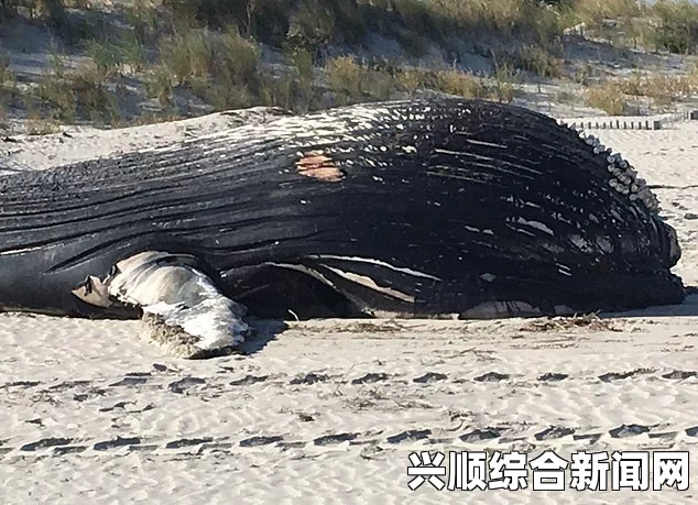 南非开普敦海滩现巨大座头鲸尸体，引发关注与猜测