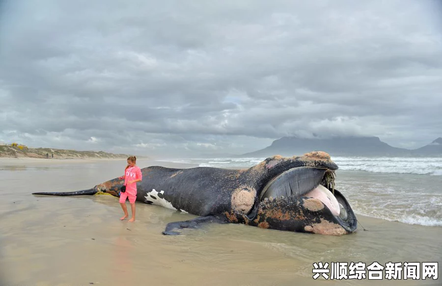 南非开普敦海滩现巨大座头鲸尸体，引发关注与猜测