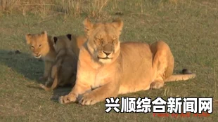 非洲狮的生存现状