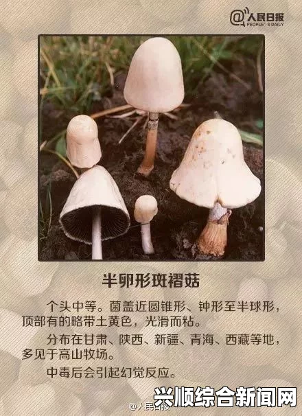 什么是x9x9x9任意噪？MAB蘑菇有何独特之处，值得关注吗？